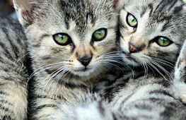 comportement-chat