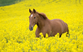 comportement-chevaux