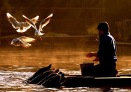 Dolfins-and-seaguls
