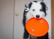 education-chien
