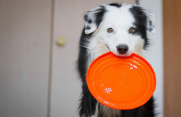 education-chien